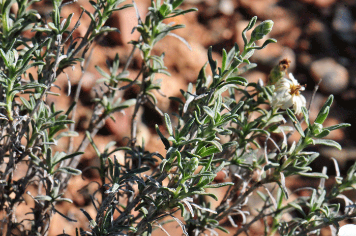 Desert Zinnia leaves are green, and the blades are narrowly linear, stiff to needle shaped. The leaves are clustered at the nodes in twos or threes.  Zinnia acerosa